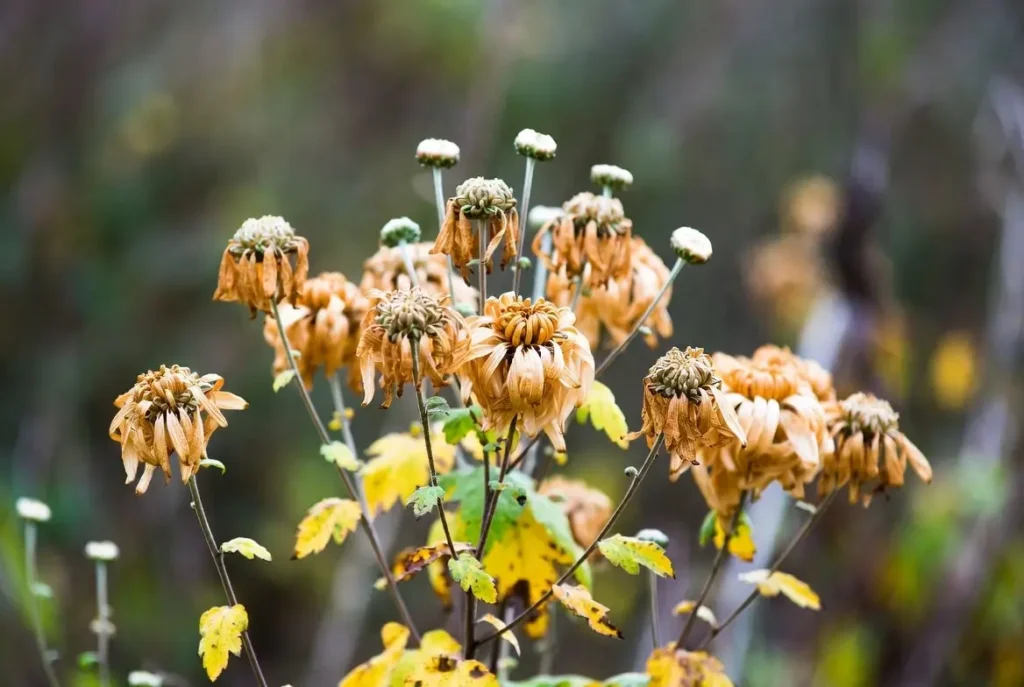 Chrysanthemums Dying