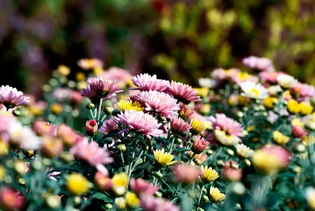 Chrysanthemums Real Beauty of Garden
