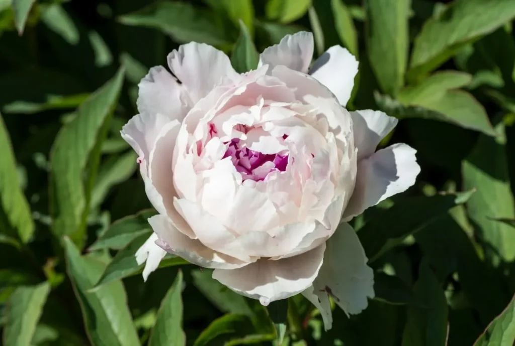 Cora Louise Peony