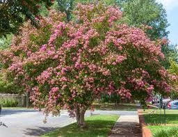 Crepe Myrtle Houston – Best Flowering Tree for Texas Landscapes - Image 2