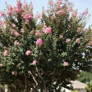 Crepe Myrtle Houston – Vibrant Flowering Tree for Texas Landscapes