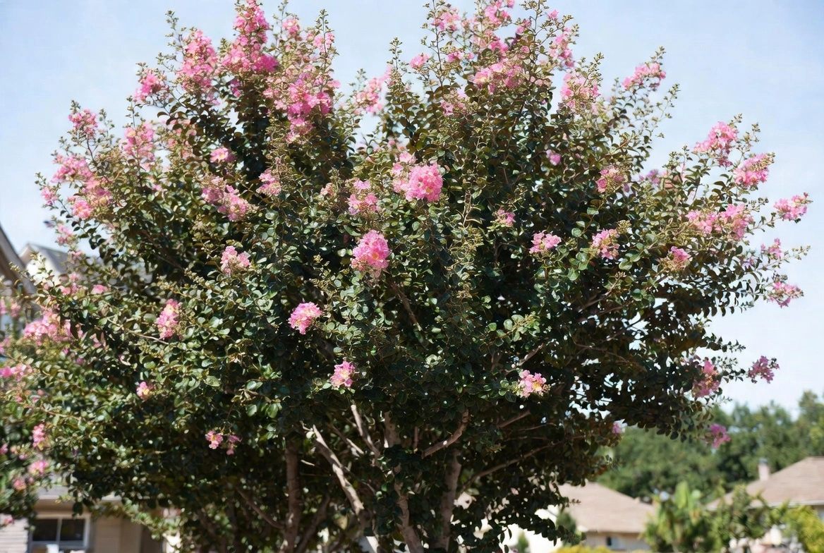 Crepe Myrtle Houston – Vibrant Flowering Tree for Texas Landscapes