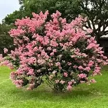 Crepe Myrtle Houston – Best Flowering Tree for Texas Landscapes - Image 4