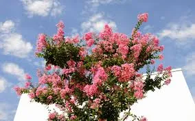 Crepe Myrtle Houston – Best Flowering Tree for Texas Landscapes - Image 3