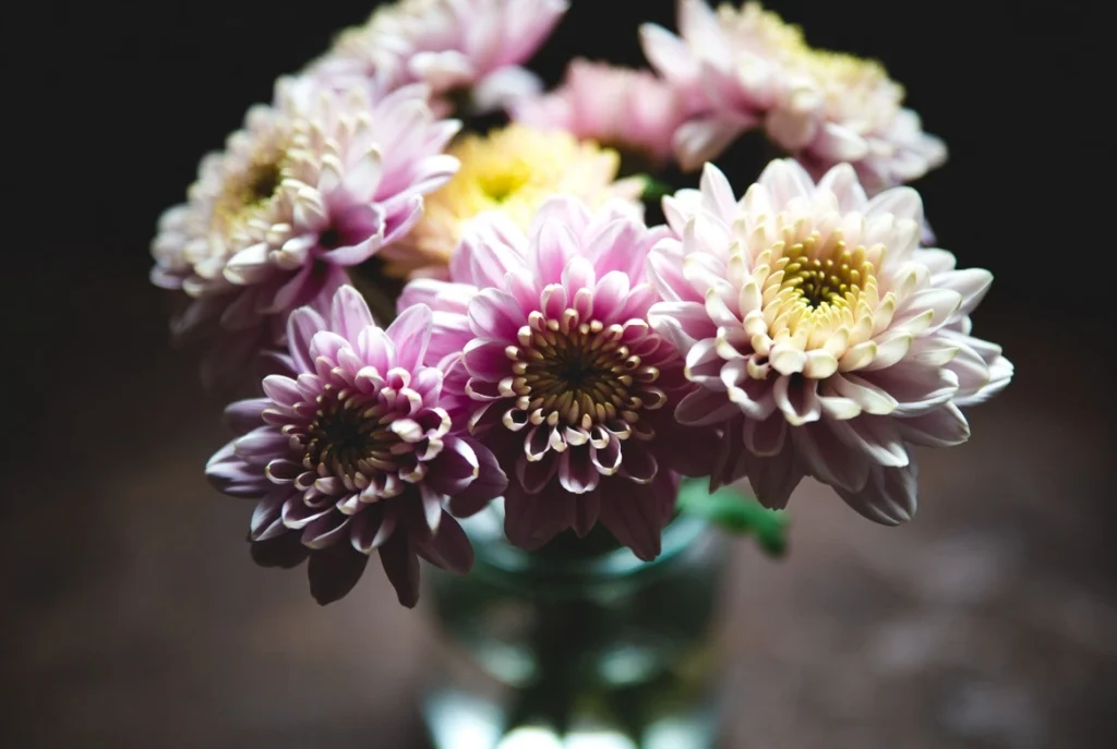 Cut Chrysanthemums