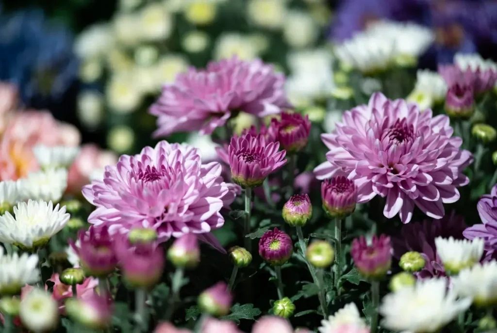 Decorative Chrysanthemums