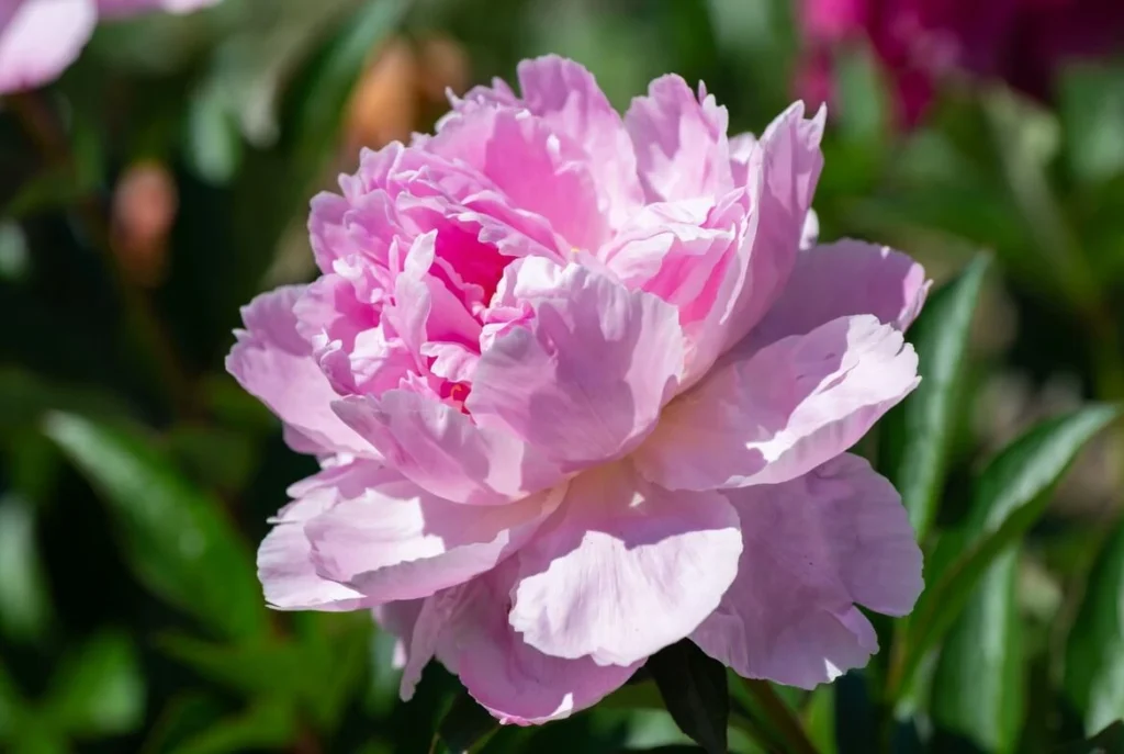 Double Pink Peony