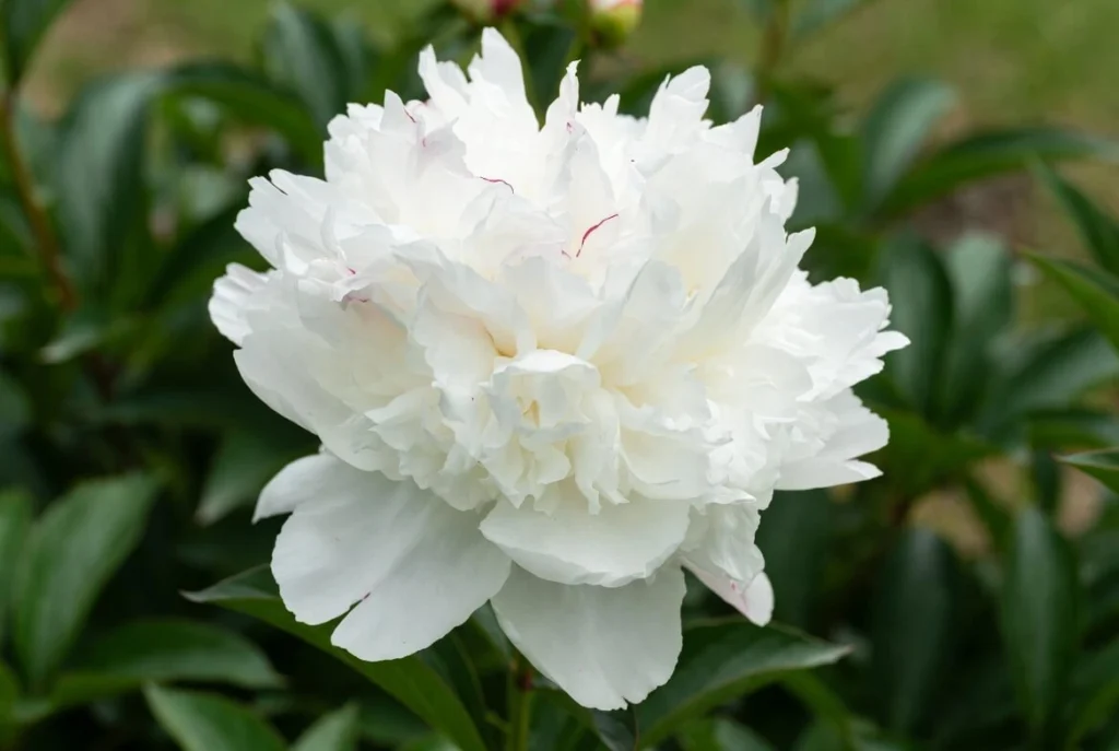 Double White Peony