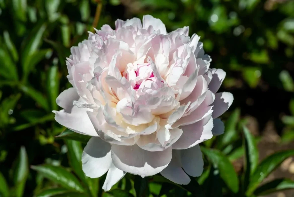 Duchesse de Nemours Peony