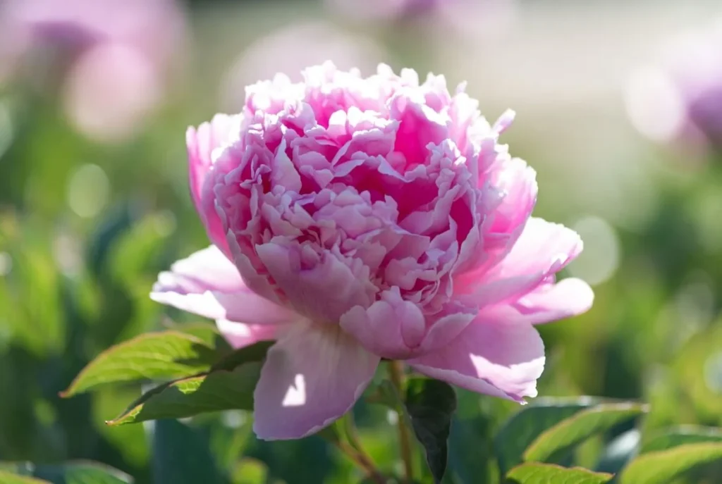 Edulis Superba Peony