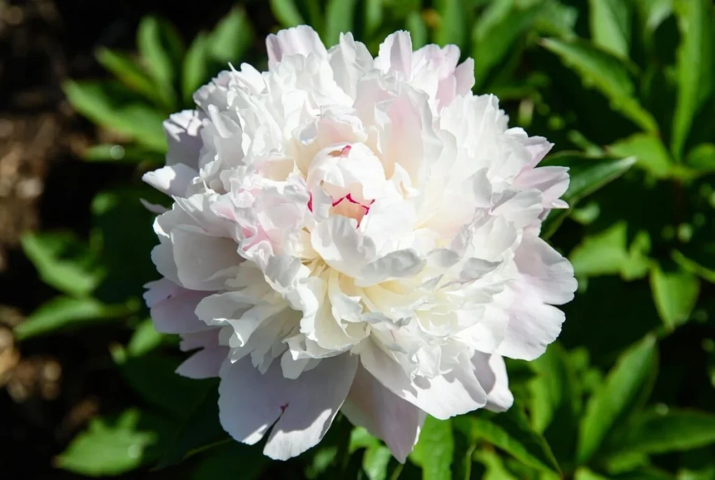 Elsa Sass Peony