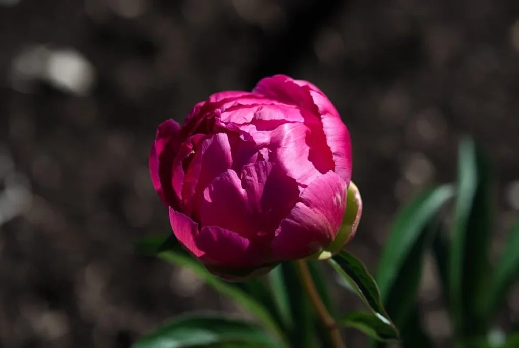 Felix Crousse Peony