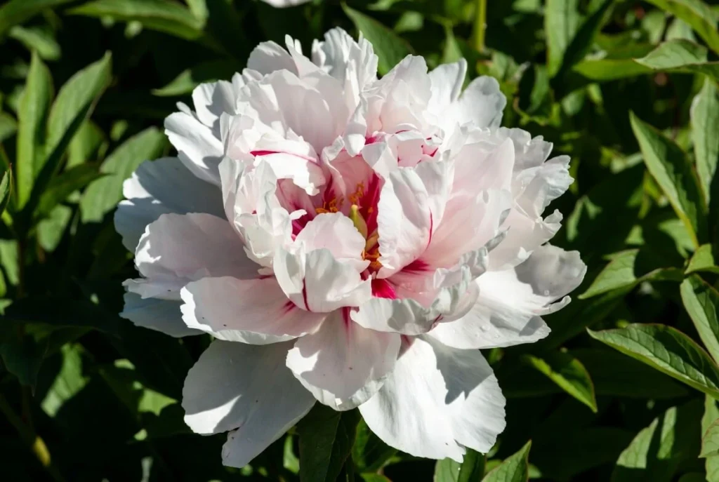 Festiva Maxima Peony