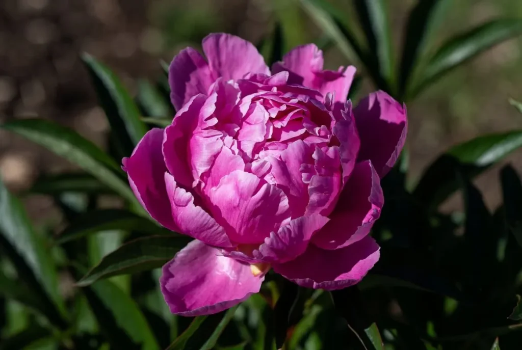 Gay Paree Peony