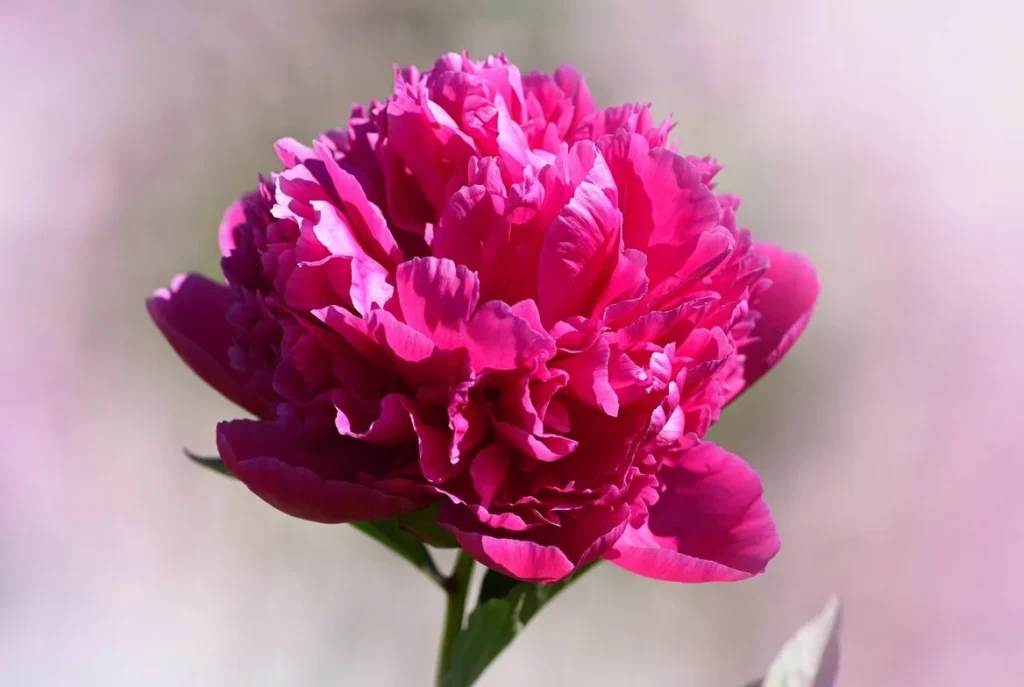Glory Hallelujah Peony