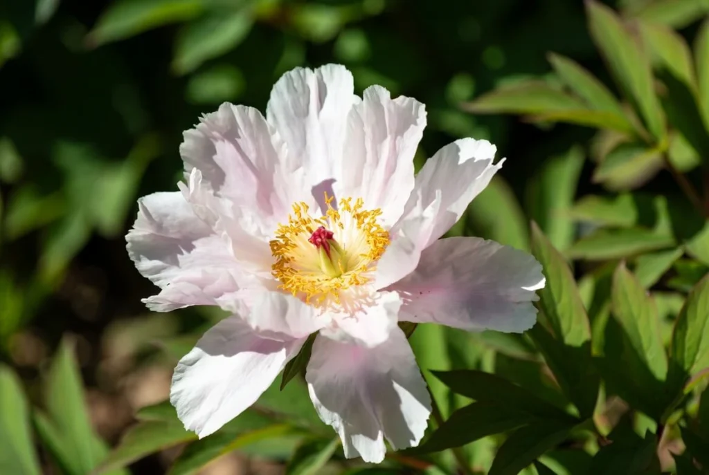 Godaishu Peony