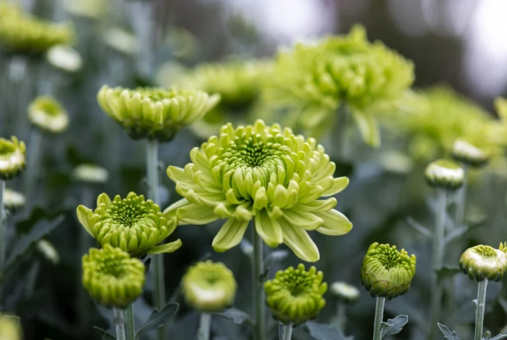 Green chrysanthemums