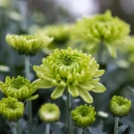 Green chrysanthemums