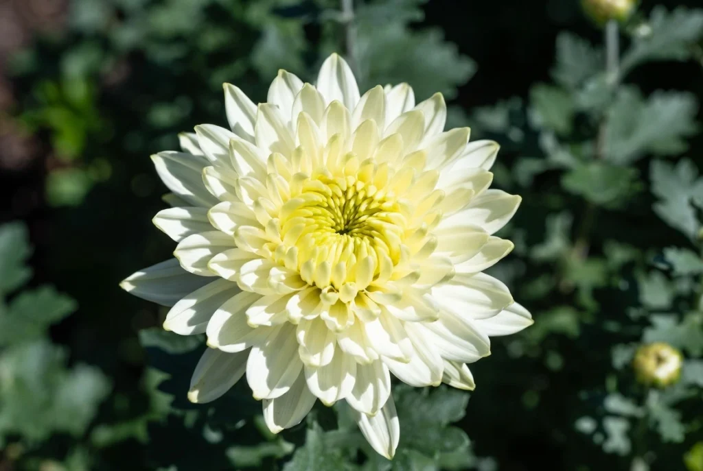 Hardy Perennial Mums