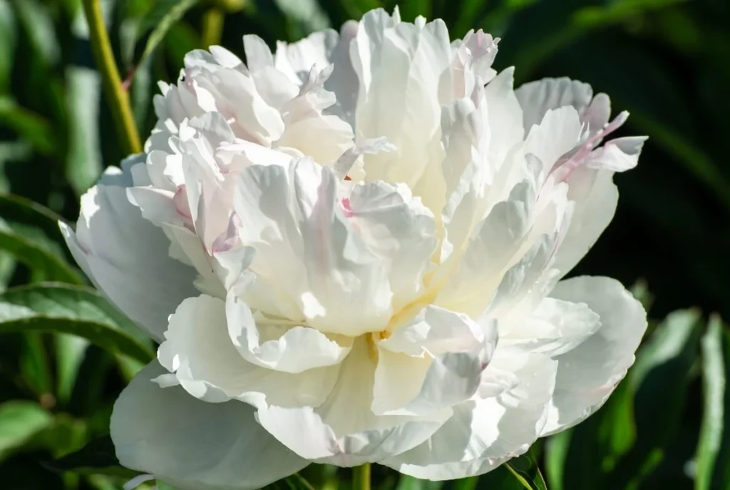 Henry Sass Peony