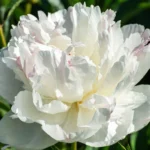 Henry Sass Peony