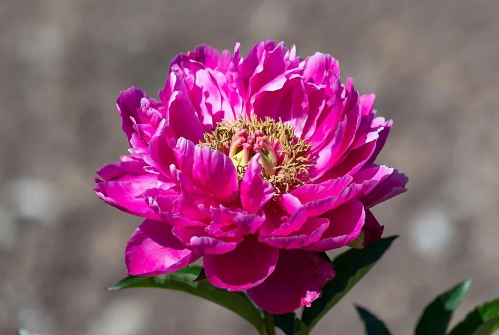 Hot Pink Big Ben peony