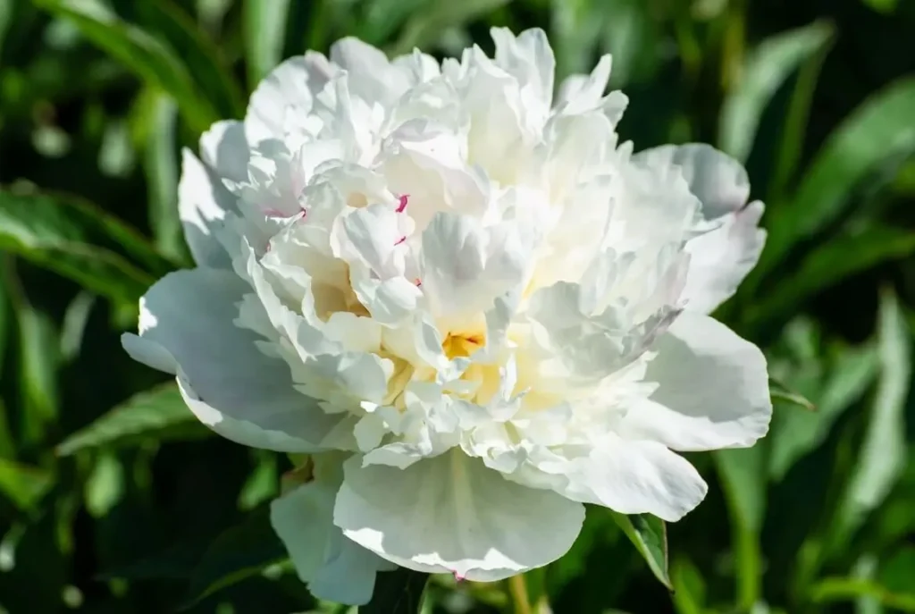 Kelway's Glorious Peony