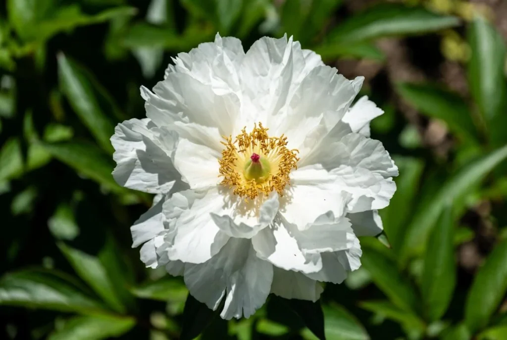 Krinkled White Peony