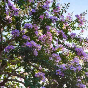 Mardi Gras Crepe Myrtle – Vibrant Purple and Pink Crepe Myrtle Tree