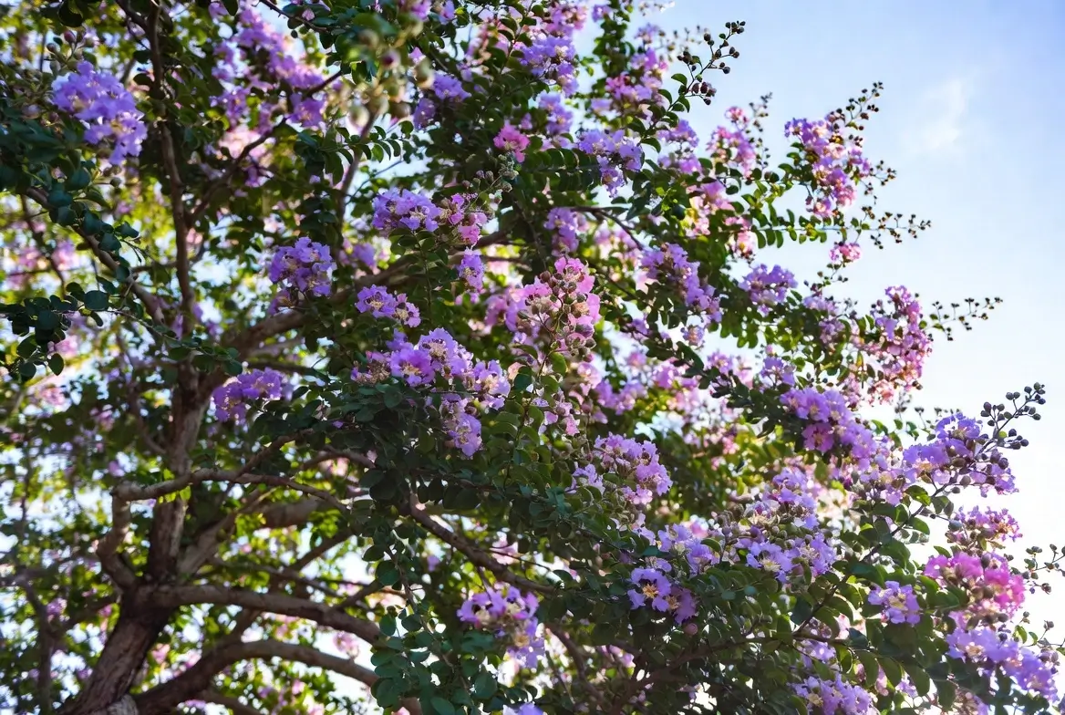 Mardi Gras Crepe Myrtle – Vibrant Purple and Pink Crepe Myrtle Tree