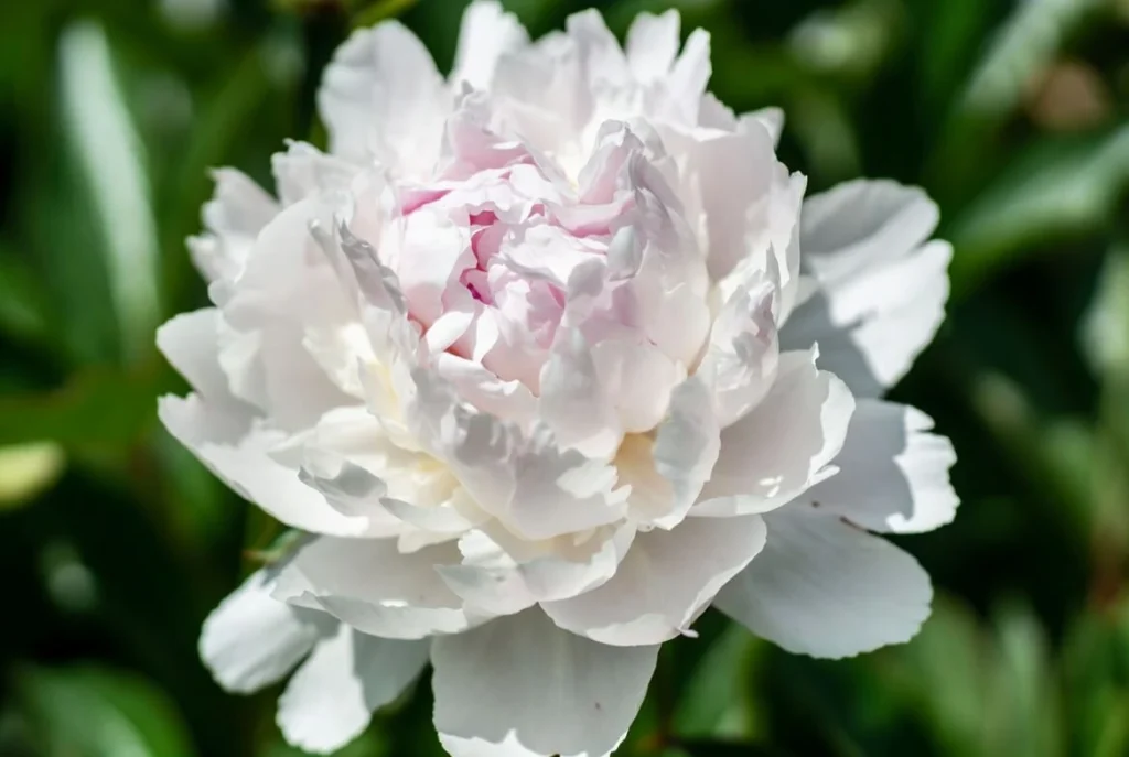 Minnie Shaylor Peony