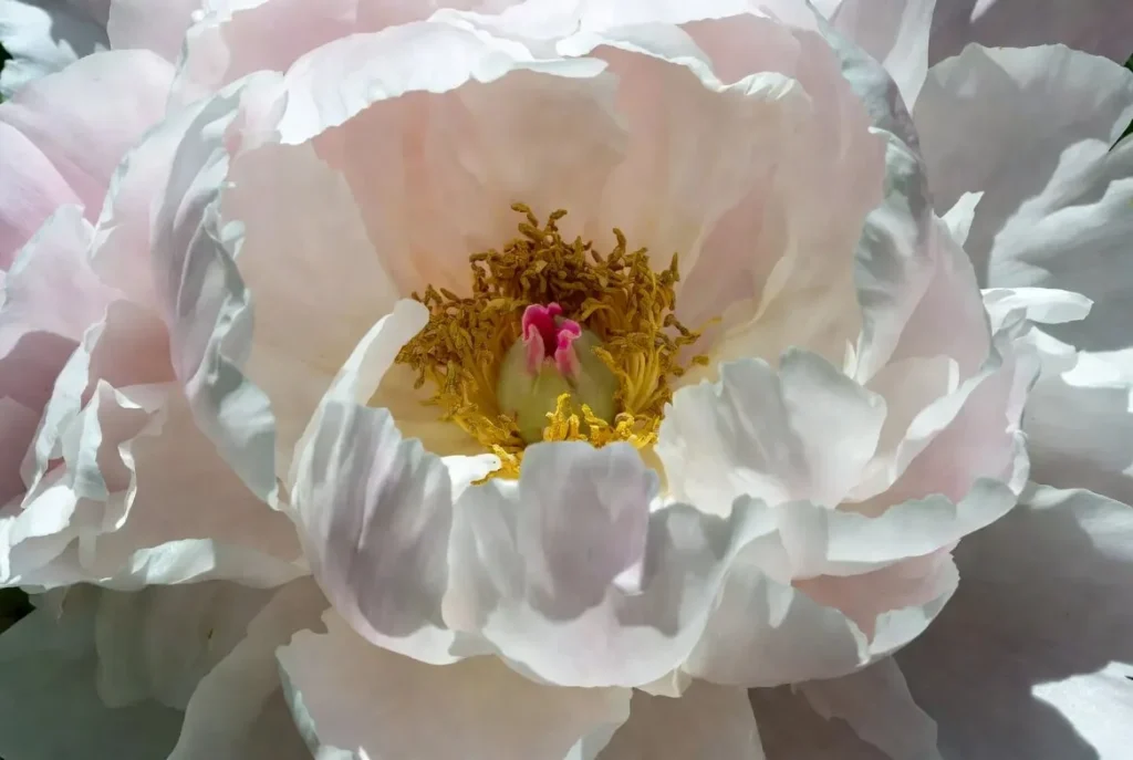 Miss America Peony