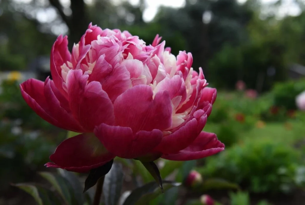Monsieur Jules Elie peony
