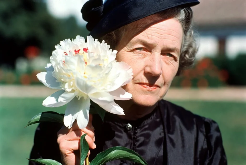 Mrs. Franklin D. Roosevelt peony