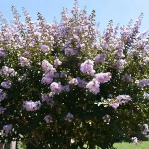 Muskogee Crape Myrtle – Elegant Lavender Crepe Myrtle Tree