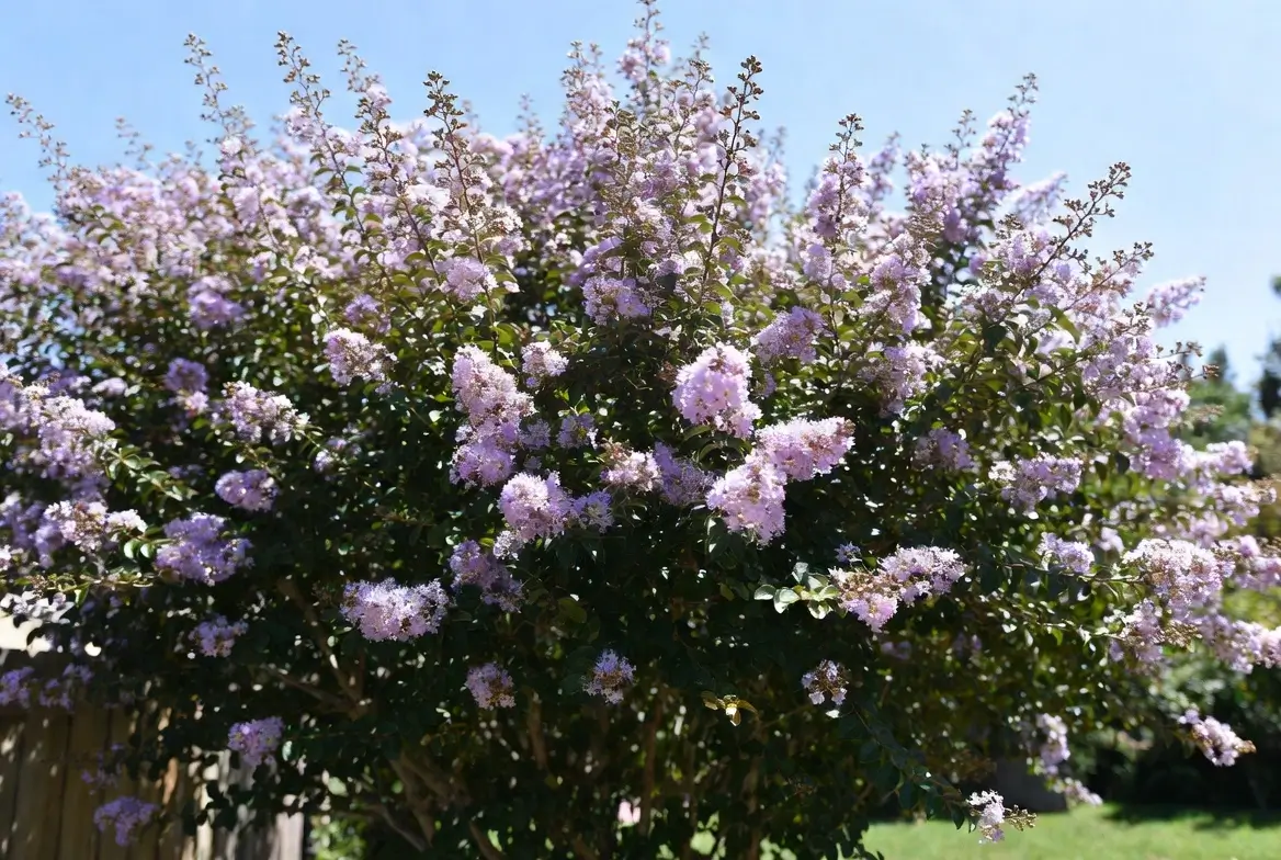 Muskogee Crape Myrtle – Elegant Lavender Crepe Myrtle Tree