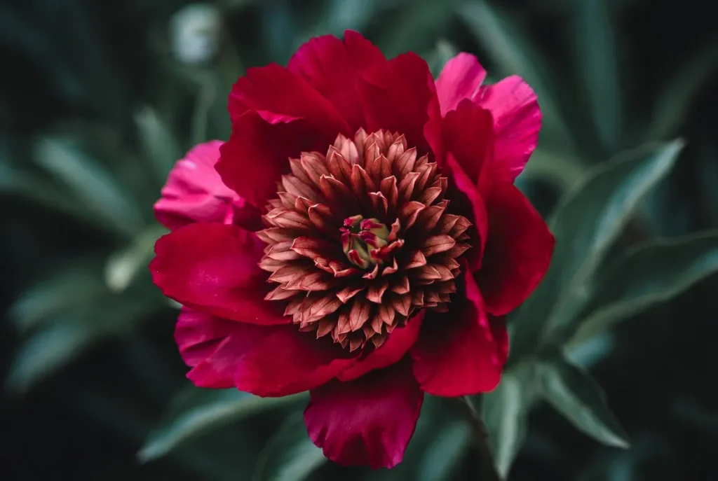 Nippon Beauty Peony