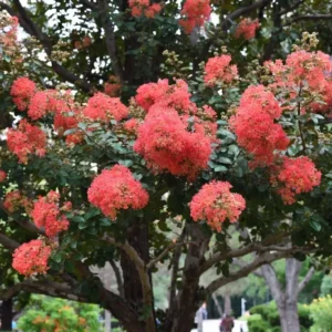 Osage Crape Myrtle – Beautiful Red-Flowering Crepe Myrtle Tree