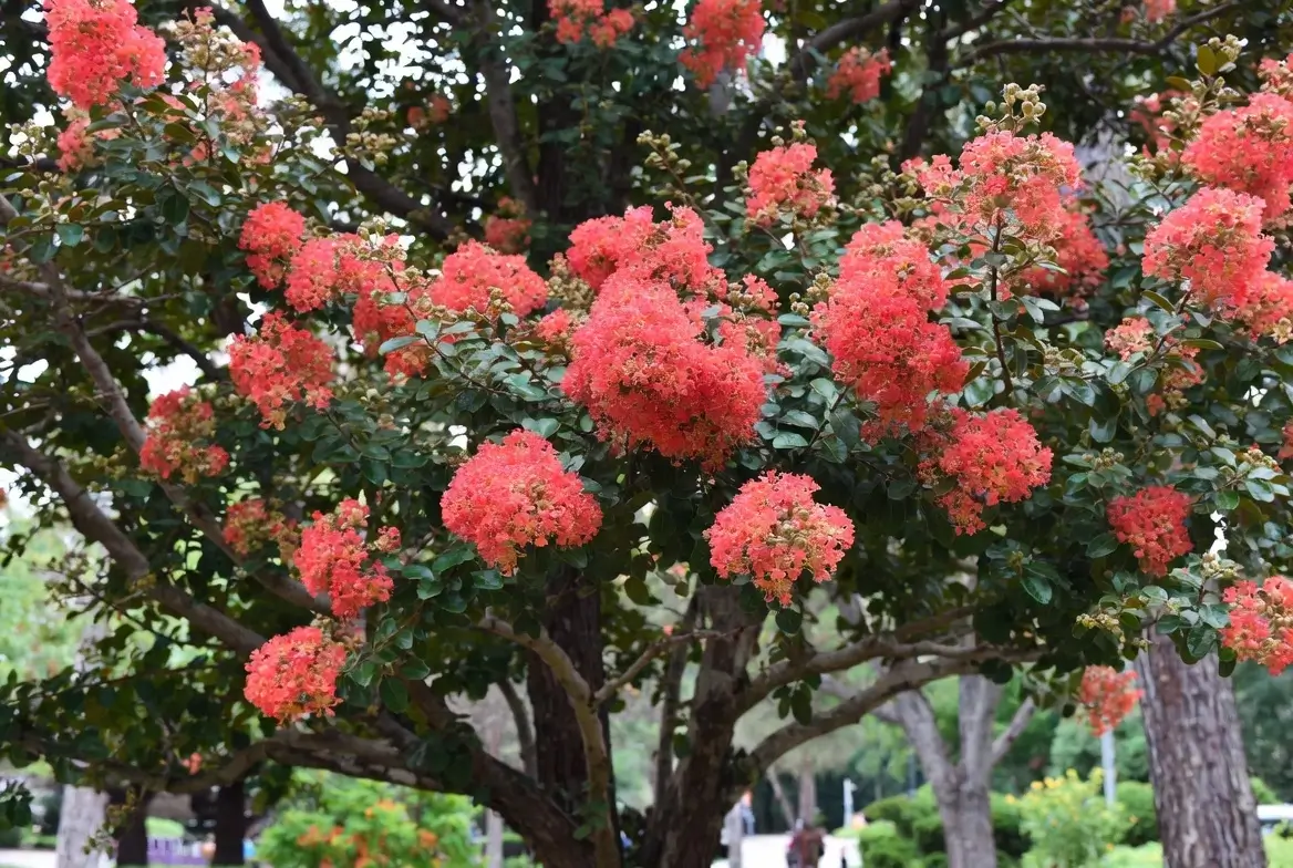 Osage Crape Myrtle – Beautiful Red-Flowering Crepe Myrtle Tree