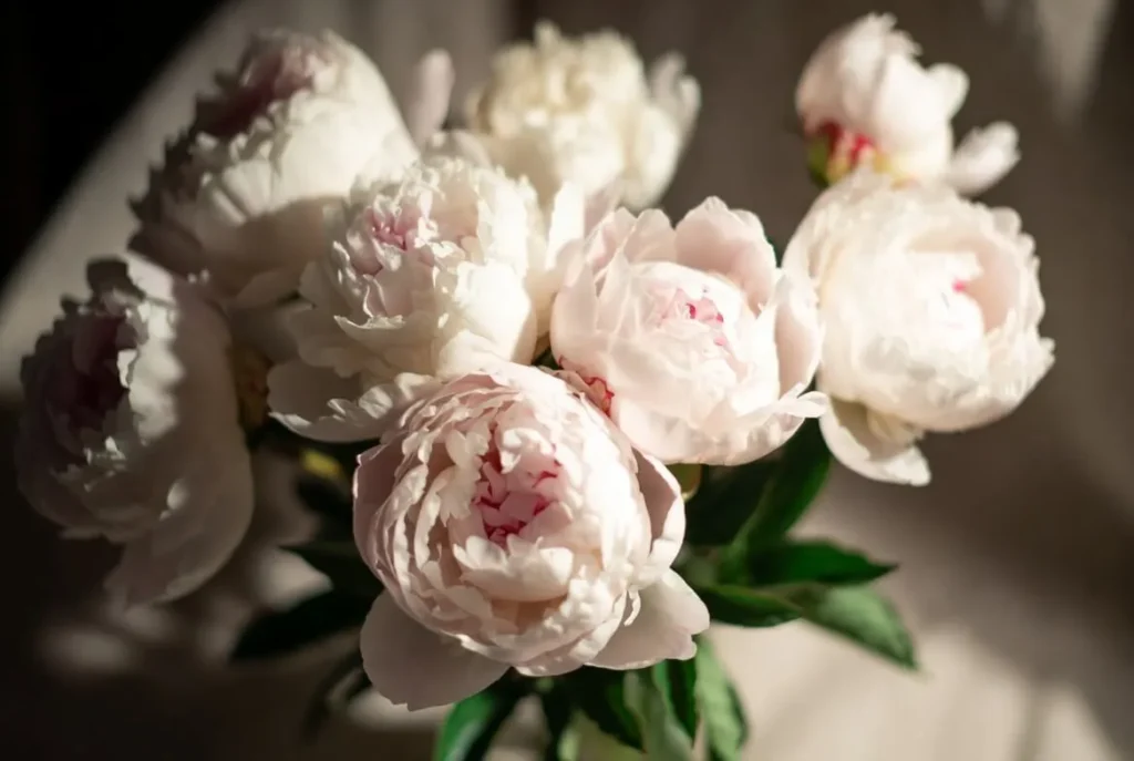 Peony Bouquet