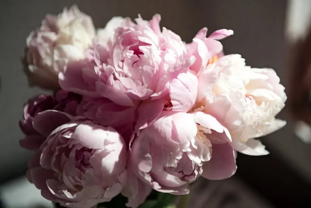 Peony Bouquet Beauty of Garden
