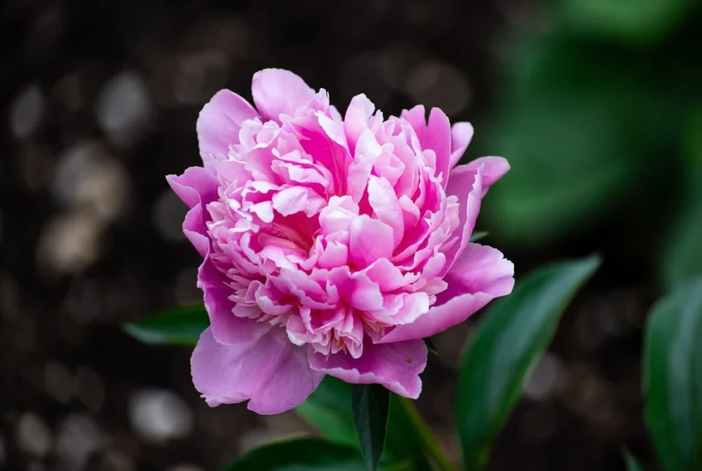 Pillow Talk Peony
