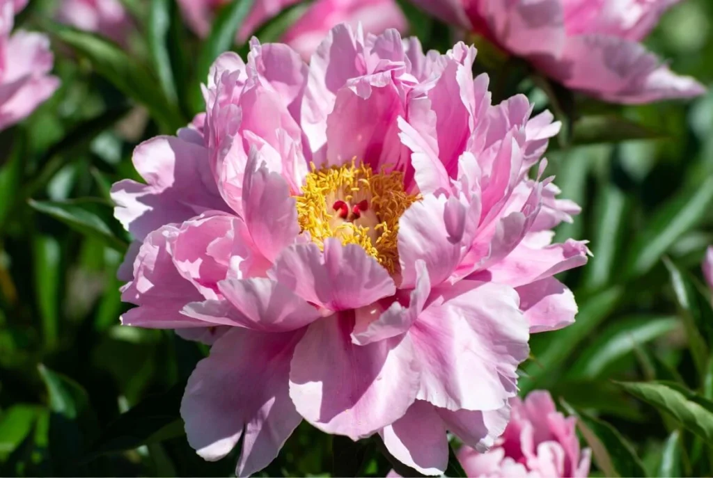 Pink Double Dandy Peony