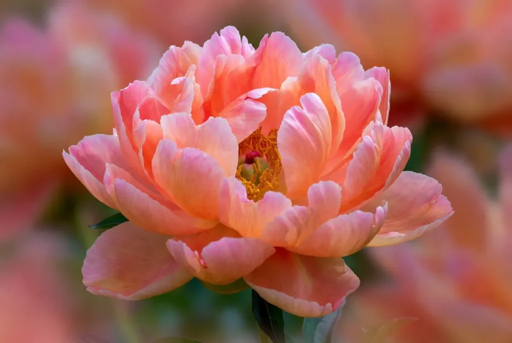 Pink Hawaiian Coral