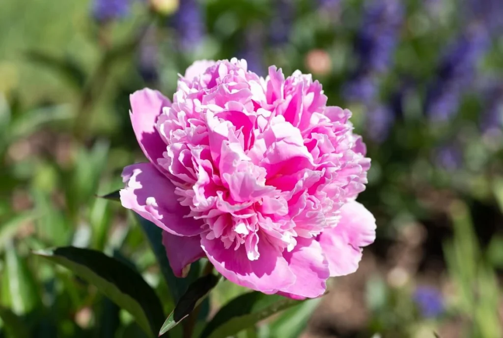 Pink Parfait Peony