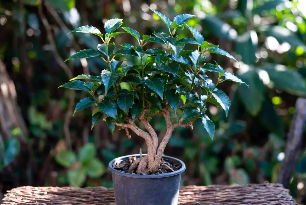 Plant Aralia Fabian