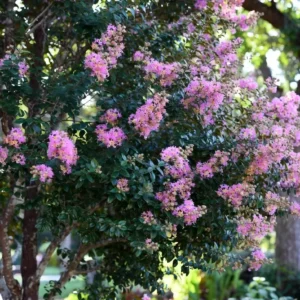 Pocomoke Crape Myrtle – Compact Crepe Myrtle for Small Landscapes