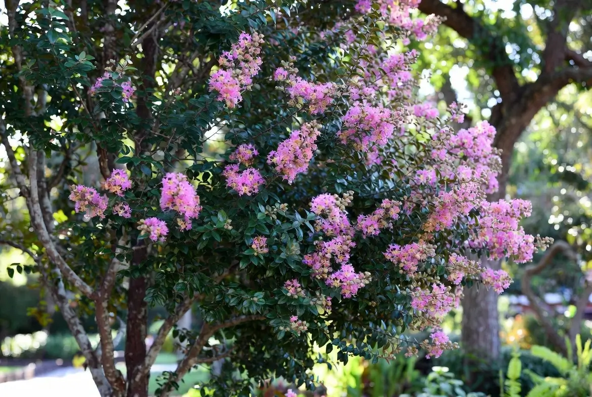 Pocomoke Crape Myrtle – Compact Crepe Myrtle for Small Landscapes