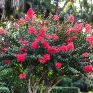 Potomac Crape Myrtle – Vibrant Red Crepe Myrtle Tree