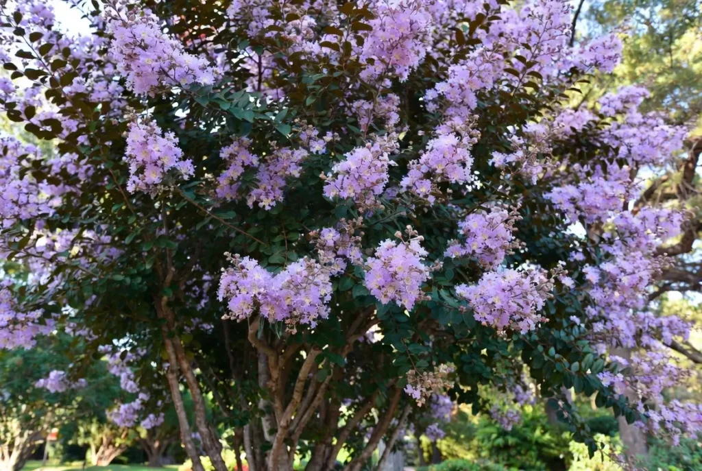 Powhatan Crepe Myrtle – Stunning Lavender-Pink Crepe Myrtle Tree